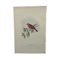 Lithographie ancienne d'oiseaux de John Gould, estampe du XIXe siècle colorée à la main