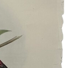 Lithographie ancienne d'oiseaux de John Gould, estampe du XIXe siècle colorée à la main