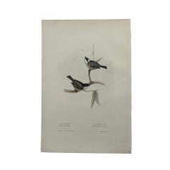 Antique John Gould Bird Lithograph, Hand-Colored 19th-Century Print