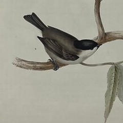 Antique John Gould Bird Lithograph, Hand-Colored 19th-Century Print