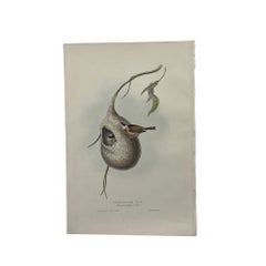 Antique John Gould Bird Lithograph, Hand-Colored 19th-Century Print