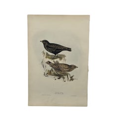 Antique John Gould Bird Lithograph, Hand-Colored 19th-Century Print