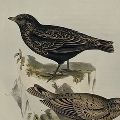 Antique John Gould Bird Lithograph, Hand-Colored 19th-Century Print