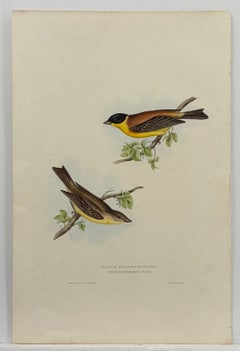 Antique John Gould Bird Lithograph, Hand-Colored 19th-Century Print