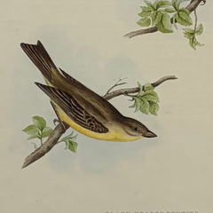 Antique John Gould Bird Lithograph, Hand-Colored 19th-Century Print