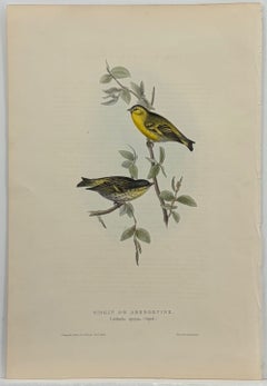 Antique John Gould Bird Lithograph, Hand-Colored 19th-Century Print