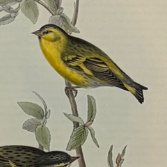 Antique John Gould Bird Lithograph, Hand-Colored 19th-Century Print