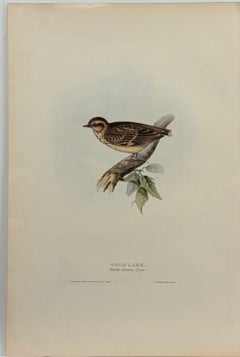 Antique John Gould Bird Lithograph, Hand-Colored 19th-Century Print