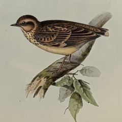 Antique John Gould Bird Lithograph, Hand-Colored 19th-Century Print