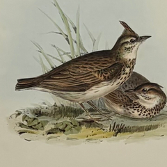 Antique John Gould Bird Lithograph, Hand-Colored 19th-Century Print