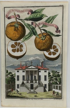 Rare 18th Century Hand-Colored Citrus Botanical Engraving, Italian Villa