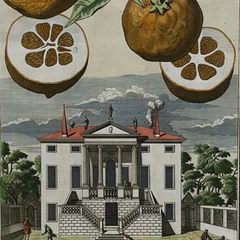 Rare 18th Century Hand-Colored Citrus Botanical Engraving, Italian Villa