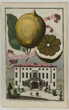 Rare 18th Century Hand-Colored Citrus Botanical Engraving, Italian Villa