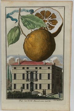 Rare 18th Century Hand-Colored Citrus Botanical Engraving, Italian Villa