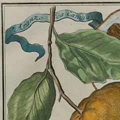 Rare 18th Century Hand-Colored Citrus Botanical Engraving, Italian Villa