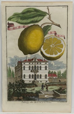 Rare 18th Century Hand-Colored Citrus Botanical Engraving, Italian Villa