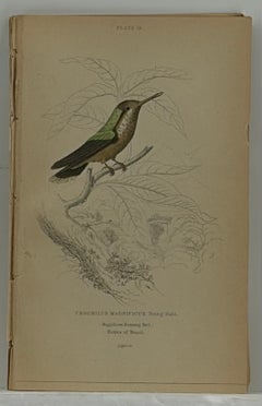 1830s Scottish Hand-Colored Hummingbird Engravings by Sir William Jardine