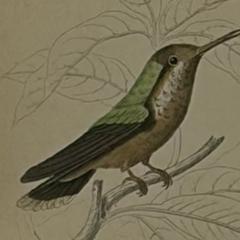 1830s Scottish Hand-Colored Hummingbird Engravings by Sir William Jardine