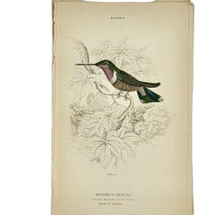 1830s Scottish Hand-Colored Hummingbird Engravings by Sir William Jardine