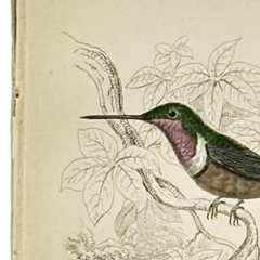 1830s Scottish Hand-Colored Hummingbird Engravings by Sir William Jardine
