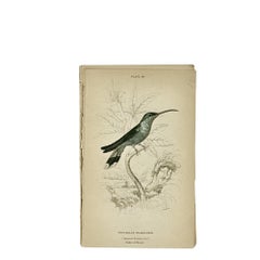 1830s Scottish Hand-Colored Hummingbird Engravings by Sir William Jardine