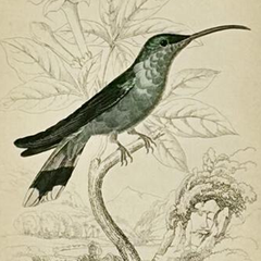 1830s Scottish Hand-Colored Hummingbird Engravings by Sir William Jardine