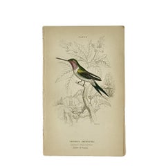 1830s Scottish Hand-Colored Hummingbird Engravings by Sir William Jardine