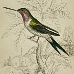 1830s Scottish Hand-Colored Hummingbird Engravings by Sir William Jardine