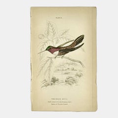 1830s Scottish Hand-Colored Hummingbird Engravings by Sir William Jardine
