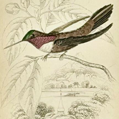 1830s Scottish Hand-Colored Hummingbird Engravings by Sir William Jardine