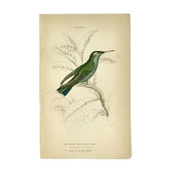 1830s Scottish Hand-Colored Hummingbird Engravings by Sir William Jardine