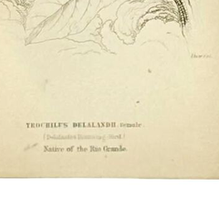 1830s Scottish Hand-Colored Hummingbird Engravings by Sir William Jardine