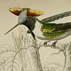 1830s Scottish Hand-Colored Hummingbird Engravings by Sir William Jardine