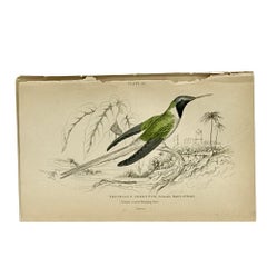 1830s Scottish Hand-Colored Hummingbird Engravings by Sir William Jardine