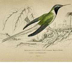 1830s Scottish Hand-Colored Hummingbird Engravings by Sir William Jardine