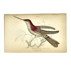 1830s Scottish Hand-Colored Hummingbird Engravings by Sir William Jardine