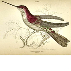 1830s Scottish Hand-Colored Hummingbird Engravings by Sir William Jardine