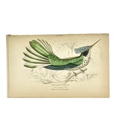 1830s Scottish Hand-Colored Hummingbird Engravings by Sir William Jardine