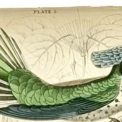 1830s Scottish Hand-Colored Hummingbird Engravings by Sir William Jardine
