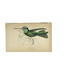 1830s Scottish Hand-Colored Hummingbird Engravings by Sir William Jardine