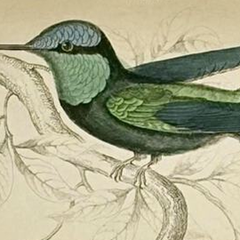 1830s Scottish Hand-Colored Hummingbird Engravings by Sir William Jardine
