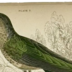 1830s Scottish Hand-Colored Hummingbird Engravings by Sir William Jardine