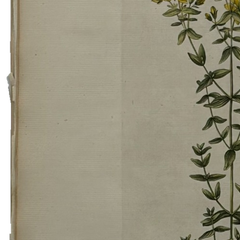William Curtis First Edition Botanical Engravings