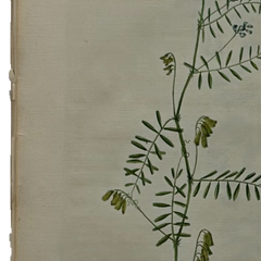 William Curtis First Edition Botanical Engravings