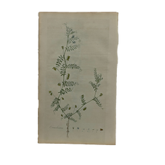 William Curtis First Edition Botanical Engravings