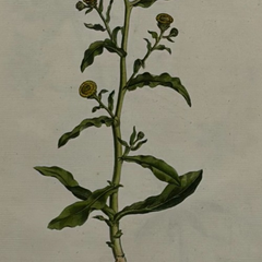 William Curtis First Edition Botanical Engravings