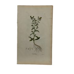 William Curtis First Edition Botanical Engravings