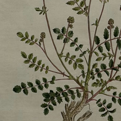 William Curtis First Edition Botanical Engravings