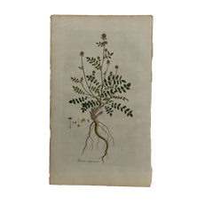 William Curtis First Edition Botanical Engravings