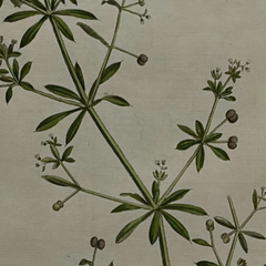 William Curtis First Edition Botanical Engravings
